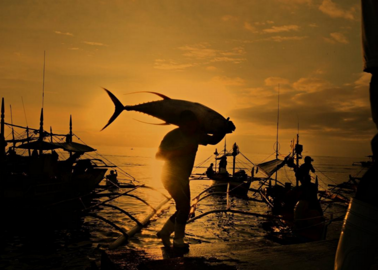 Fisherman carries large catch across dock at sunset